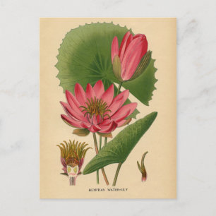 Botaniskt tryck - egyptisk Vatten Lily Vykort