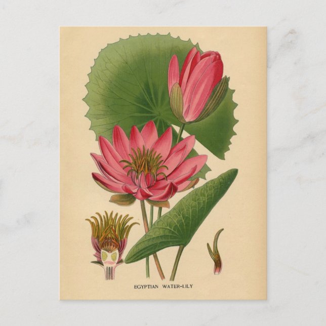 Botaniskt tryck - egyptisk Vatten Lily Vykort (Framsida)
