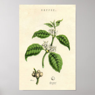 Botaniskt tryck för vintage - kaffe