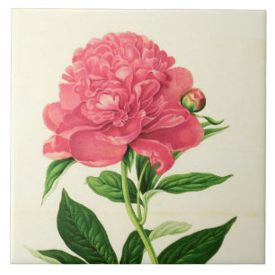 Botaniskt tryck för vintage, korallrosapion kakelplatta