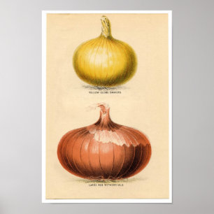 Botaniskt tryck för vintage - lökar