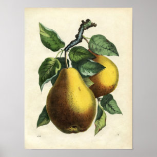 Botaniskt tryck för vintage - Pears