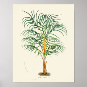 Botaniskt tryck för vintagehandflatan