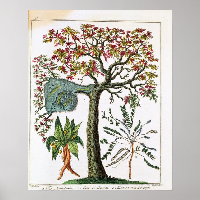 Botaniskt tryck från 1700-talet (Framsidan)