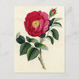 Botaniskt tryck - Fransk Ro (Rosa Gallica) Vykort
