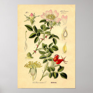 Botaniskt tryck - Hund Ro (Rosa Canina)
