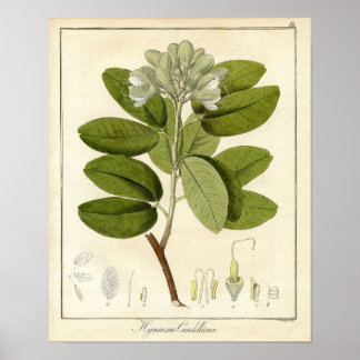 Botaniskt tryck - Legume hymenaea candolliana