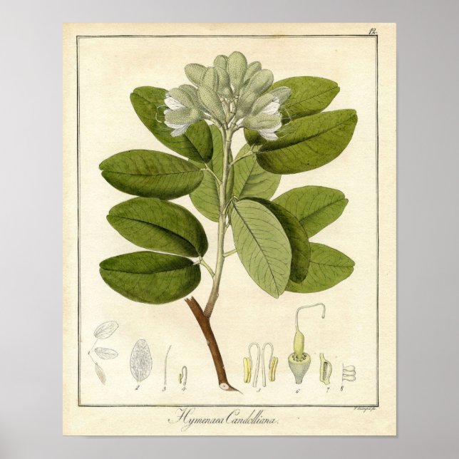 Botaniskt tryck - Legume hymenaea candolliana (Framsidan)