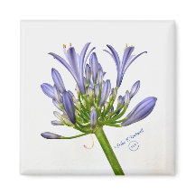 Botaniskt tryck - Lily of the Nile