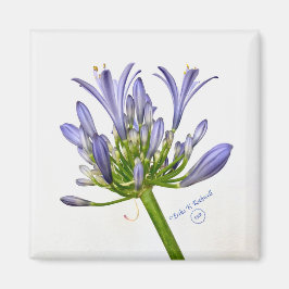 Botaniskt tryck - Lily of the Nile Magnet