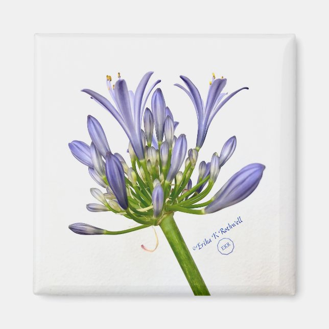 Botaniskt tryck - Lily of the Nile Magnet (Framsidan)
