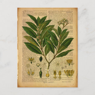 Botaniskt tryck på den gamla bok-sidan vykort