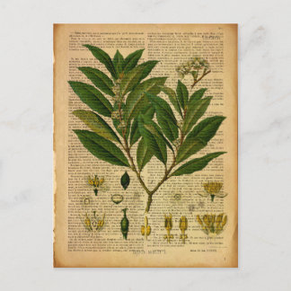 Botaniskt tryck på den gamla bok-sidan vykort