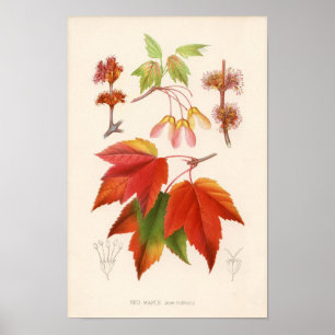 Botaniskt tryck - Röd kula (acer rubrum)