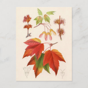 Botaniskt tryck - Röd kula (acer rubrum) Vykort