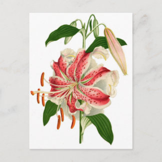 Botaniskt tryck Röd Tiger Lily lancifolium rubrum Vykort