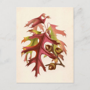 Botaniskt tryck - Scarlet Oak (quercus coccinea) Vykort