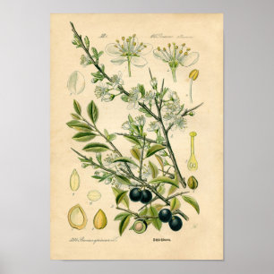 Botaniskt tryck - slån (Prunusspinosaen)