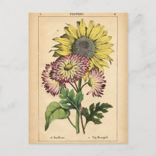 Botaniskt tryck - Solros och Marigold Vykort