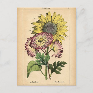 Botaniskt tryck - Solros och Marigold Vykort