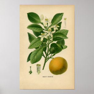 Botaniskt tryck - söt orange