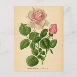 Botaniskt tryck - Tea Ro Vykort