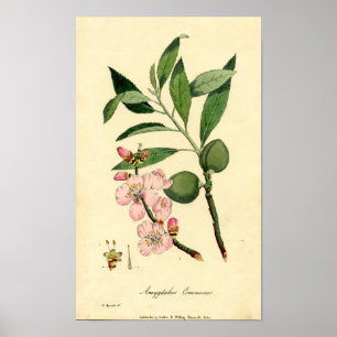 Botaniskt tryckmandel (amygdalus communis) poster