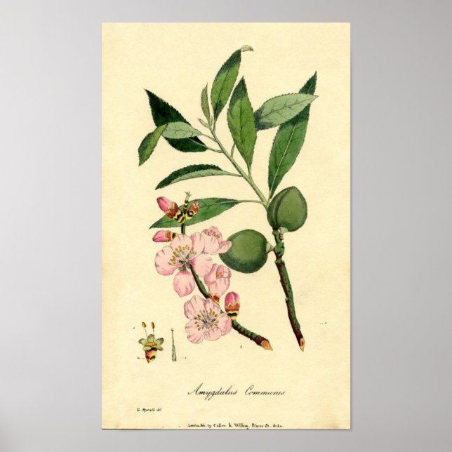 Botaniskt tryckmandel (amygdalus communis) poster (Framsidan)