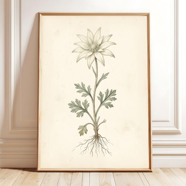 Botaniskt Ullflorsduk Canvastryck Konst Poster (Skapare uppladdad)