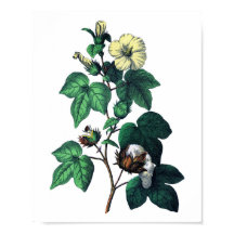 Botaniskt utskrift av bomull