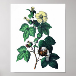 Botaniskt utskrift av bomull poster