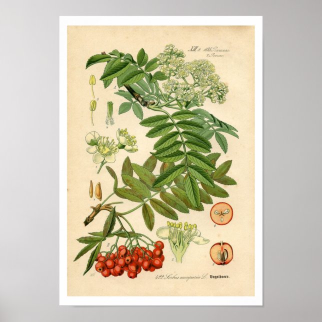 Botaniskt utskrift av dekorator - äpple, bergsaska poster (Framsidan)