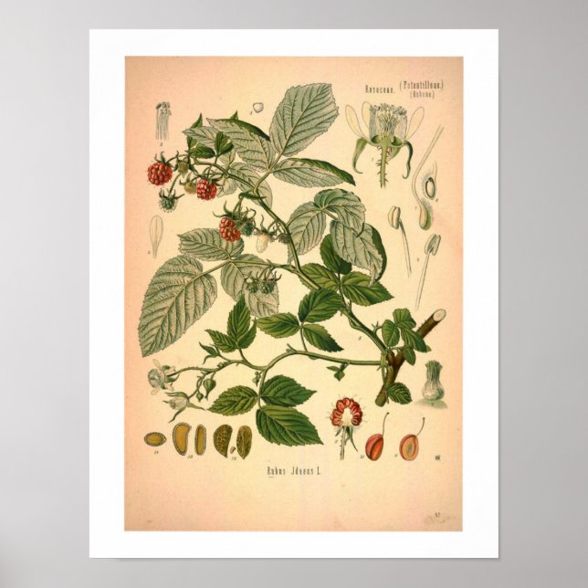 Botaniskt utskrift av hallon poster (Framsidan)