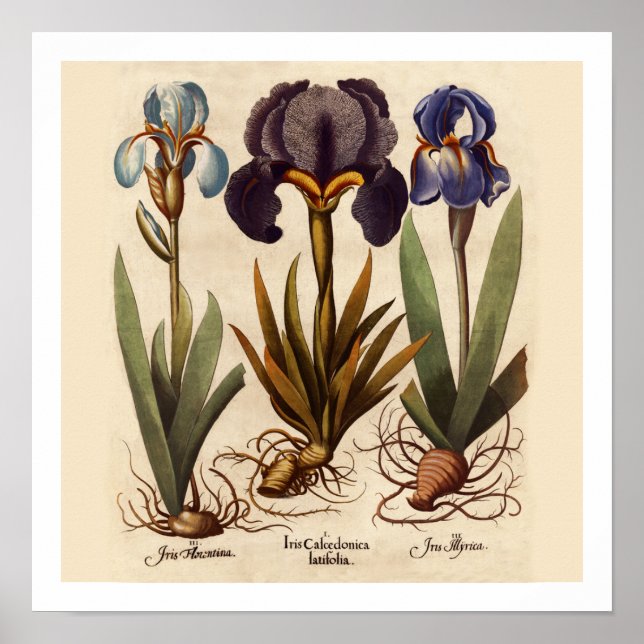 Botaniskt utskrift av Iris Lökar Poster (Framsidan)