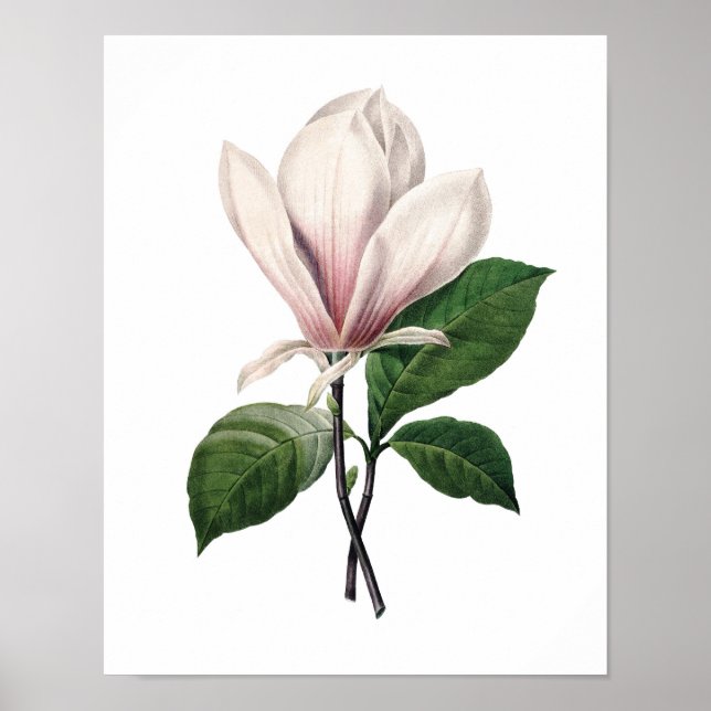 Botaniskt utskrift av ROSA MAGNOLIA från Redoute Poster (Framsidan)