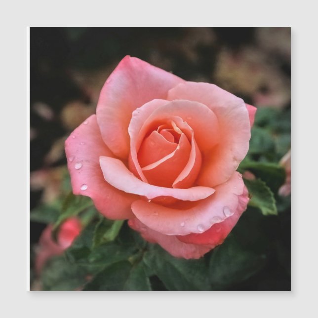 Botaniskt utskrift av rumänsk Ro (Framsida)