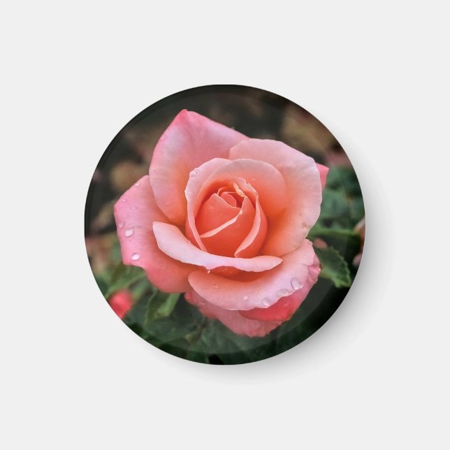 Botaniskt utskrift av rumänsk Ro Magnet (Framsidan)