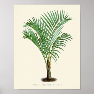 Botaniskt utskrift av vintage Handflatan Poster