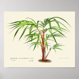 Botaniskt utskrift av vintage Handflatan Poster