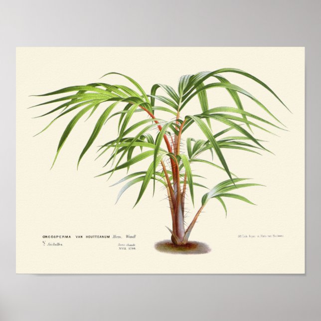 Botaniskt utskrift av vintage Handflatan Poster (Framsidan)