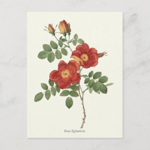 Botaniskt utskrift av vintage Red och Gul ros Vykort