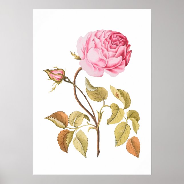 Botaniskt utskrift av vintage Rosa ros Poster (Framsidan)