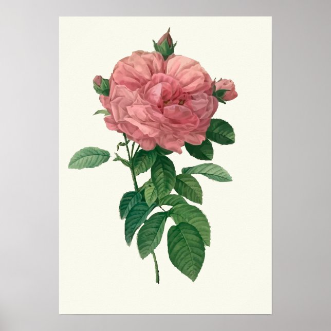 Botaniskt utskrift av vintage Rosa ros Poster (Framsidan)