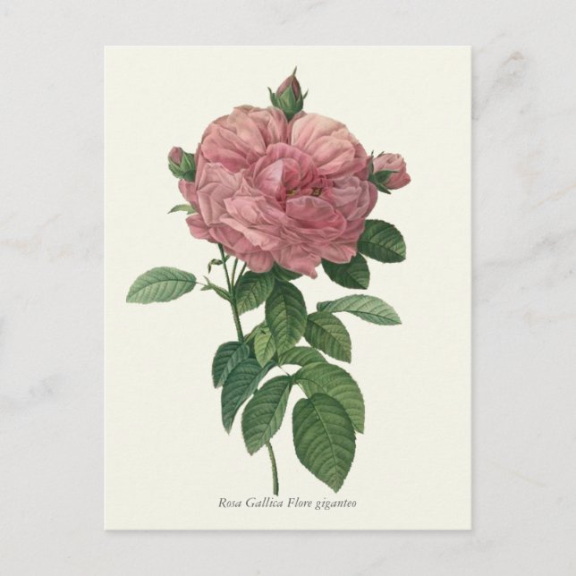 Botaniskt utskrift av vintage Rosa ros Vykort (Framsida)