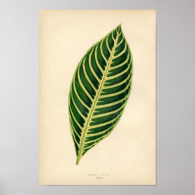 Botaniskt utskrift - Tropical Löv Poster (Framsidan)