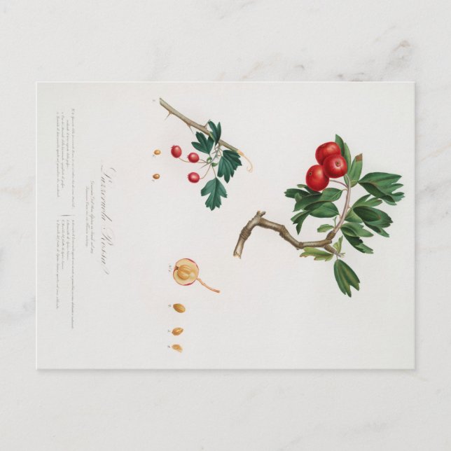 BOTANISKT UTTRYCK AV RÖTT TRÄPPLINGSKLASKORT VYKORT (Framsida)