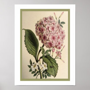 Botaniskt vanlig hortensiatryck 12 x 16 för poster