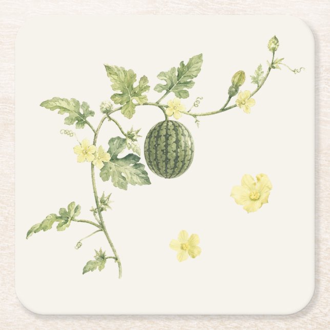 Botaniskt vattenmelonrankpapper coaster underlägg papper kvadrat (Framsidan)