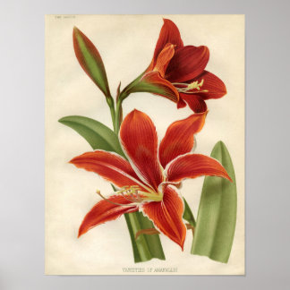 Botaniskt vintage - Amaryllis Poster