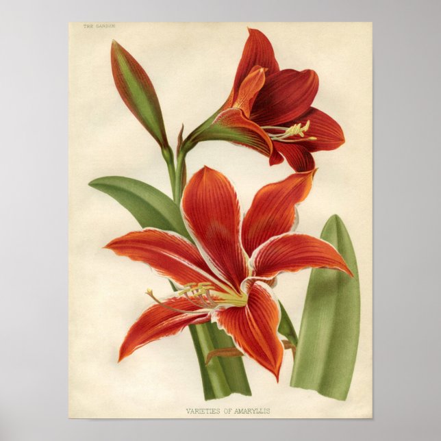 Botaniskt vintage - Amaryllis Poster (Framsidan)